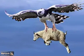 از بدایع حیات وحش؛ عقاب غول پیکر یک بز را زنده از آسمان پرتاب می کند