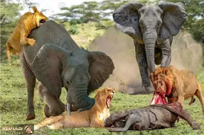 مستند حیات وحش؛ فیل؛ شیر کودک آزار