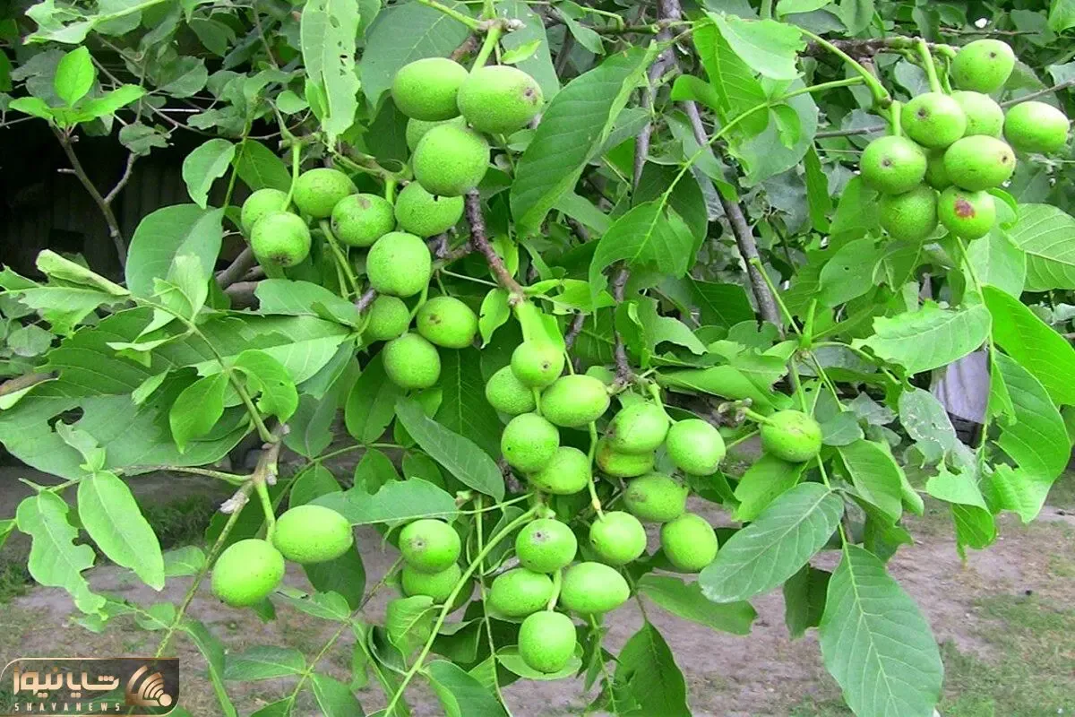 کاشت و برداشت خانگی؛ چجوری گردو بکاریم؟ با این روش بکار سر سال سرمایت چند برابر میشه