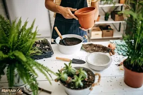 کاشت و برداشت خانگی؛ چجوری خاک و گلدون گیاهان آپارتمانی رو عوض کنیم که بیحال نشن؟