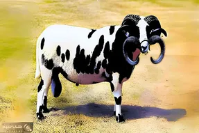 گوسفندهای باورنکردنی؛ نژاد گوسفند و گاو ترکیب کردن خوش رنگ و لعاب شاخش چرخیده تو فکش