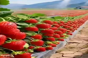 کشاورزی نوین؛ توت فرنگی پرورش دادن قد هندونه تپل و آبدار وزن هر یه دونه 2 کیلوئه