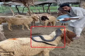 معماری طبیعت؛ مار به خیالش از پس چوپون برمیاد ولی نمیدونه اون وزه تر از ایناست