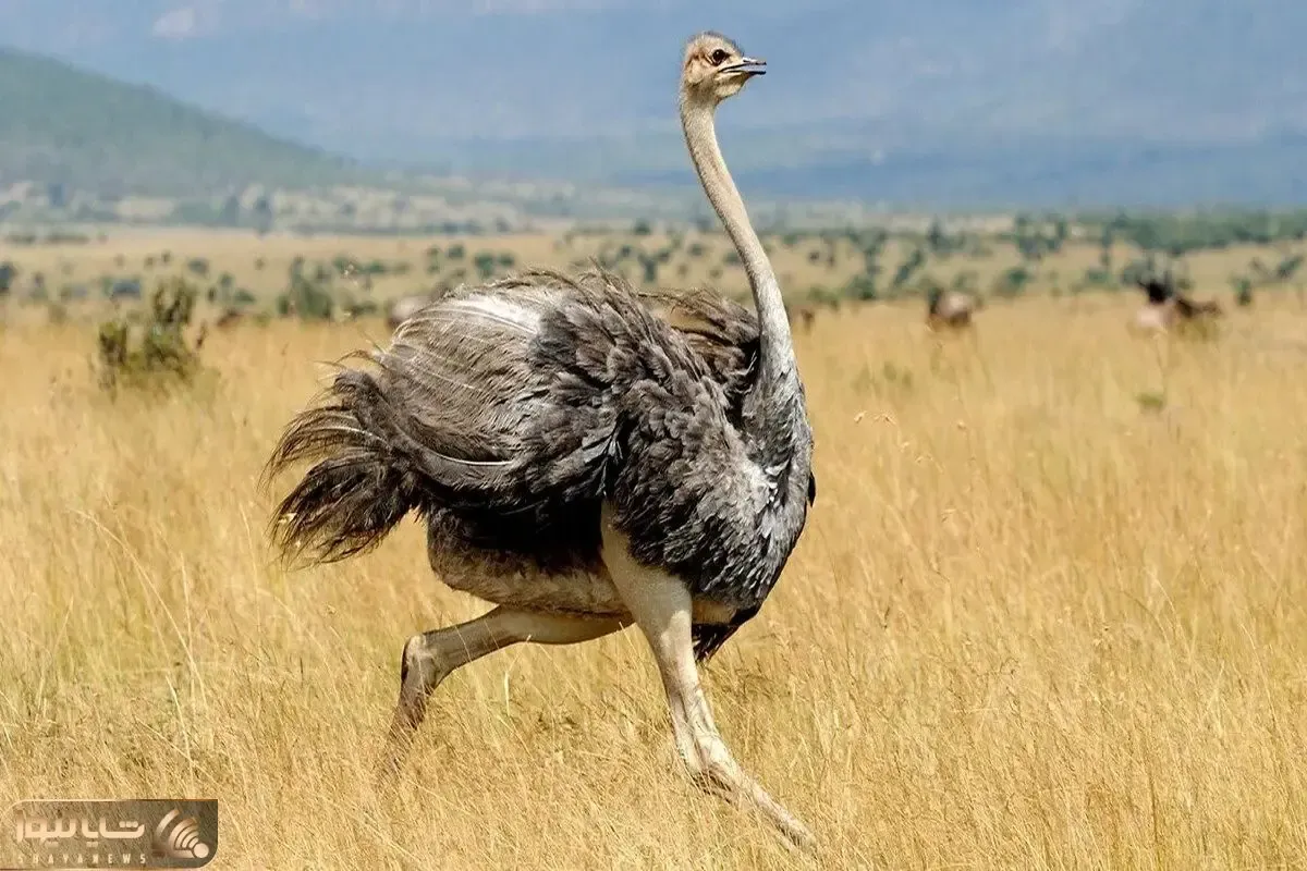 از جذابیت های حیات وحش؛ یوزپلنگ از بین کلی طعمه اطرافش رفت سراغ شترمرغ و لقمه پیچش کرد