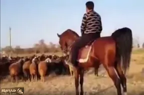 آواز محلی؛ مرد عشایری واسه گوسفنداش آهنگ میخونه عجیب خوش صداست اسبشم یلیه برا خودش