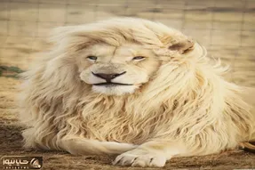 مستند حیات وحش / کت واک با ابهت سلطان تو فشن شو بین آدما