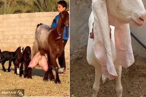 حیوانات غول پیکر؛ بز ۳۰۰ کیلویی که اندازه یک گاو هست
