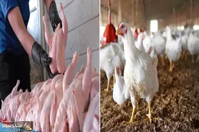 قیمت مرغ امروز دوشنبه ۷ اردیبهشت ۱۴۰۵ + جدول