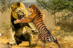 مستند حیات وحش / نزاع خصمانه شیر ددمنش و ببر خط دار برای اثبات قدرت