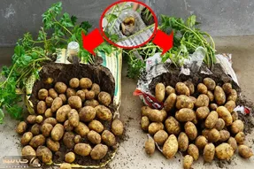 کاشت و برداشت خانگی؛ تو گونی سیب زمینی کاشته خروار خروار محصول برداشت کرده