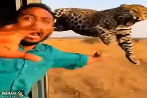 معماری طبیعت؛ تو جنگل هم تورم زیاد شده وضع اقتصادی بده وگرنه پلنگ این کارو نمیکرد