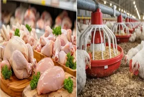 قیمت مرغ امروز دوشنبه 13 مهر 1405 + جدول