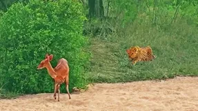 حیات وحش جذاب؛ وقتی پلنگ کمین کرده تو چشم برهم زدنی ایمپالا کور رو شکار کرد!