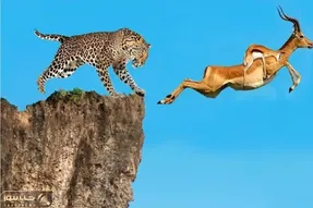 مستند حیات وحش؛ ایمپالا با بچه رو کولش از ترس پلنگ به پرواز دراومد