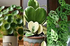 گیاهان آپارتمانی مختص تنبلا که خوشگلی گلا رو میخوان ولی زحمتشونو نه؛ زیبا و بی دردسر
