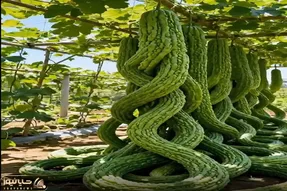 کشاورزی نوین؛ رعد و برق زده به خیار های سر زمین رشدشون متوقف نمیشه طویل و دراز شدن