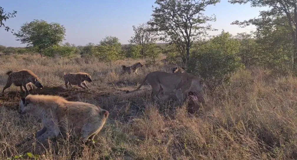 Lioness Surrounded By Hyenas Keeps Eating Lioness Surrounded By Hyenas Keeps Eating
