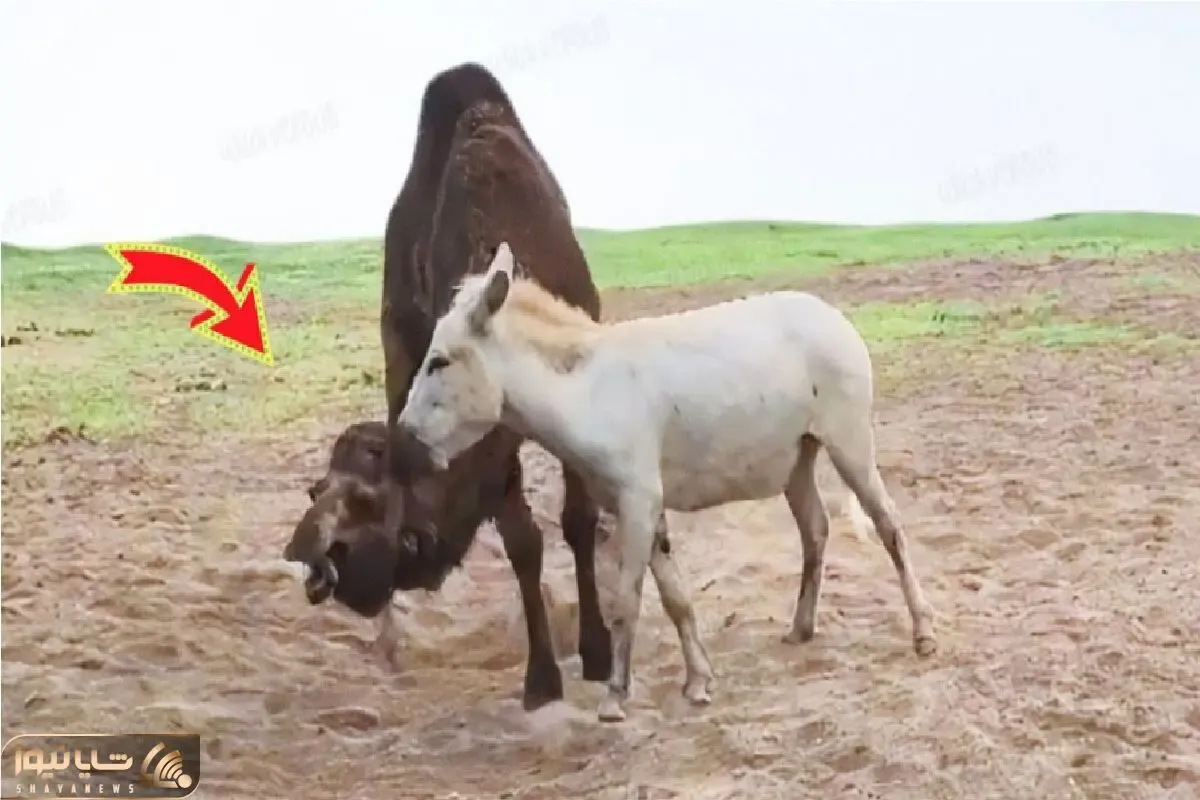 مستند حیات وحش /  نبرد سهمگین الاغ با شتر عصبانی