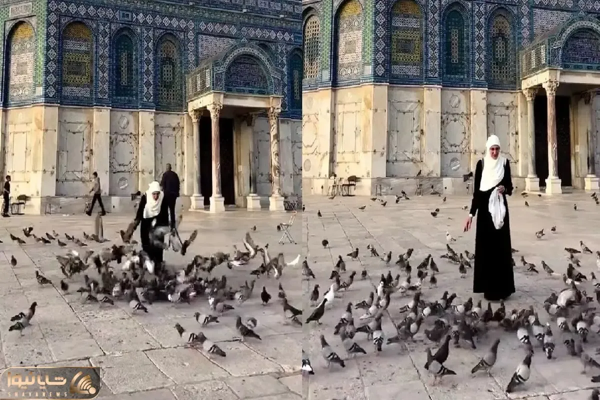 (ویدئو) کبوتربازی یک زن در صحن مسجد الاقصی