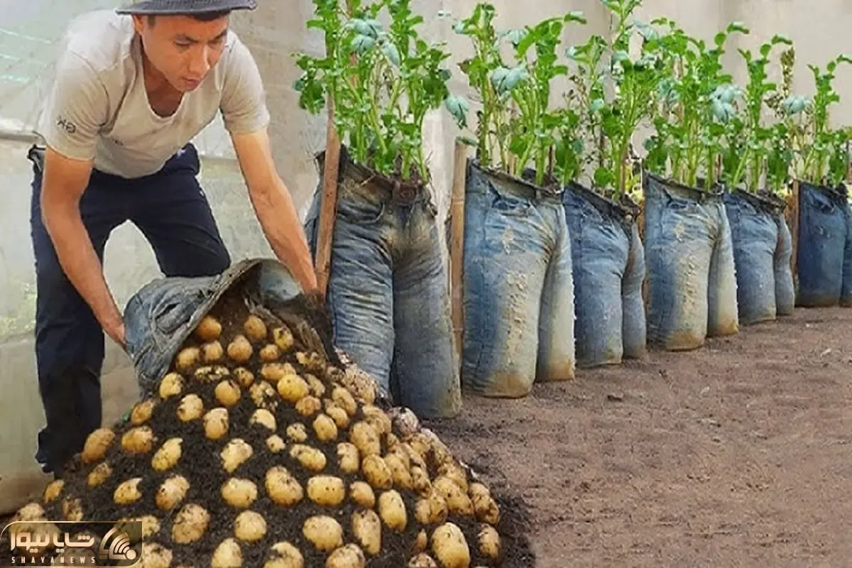 کاشت و برداشت خانگی؛ شلوار جین رو به پایه چوبی فیکس کرده توش سیب زمینی کاشته
