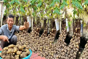 کاشت و برداشت خانگی؛ سیب زمینی هایی که تو سطل کاشته چه پربرکت شده یه خروار محصول داده