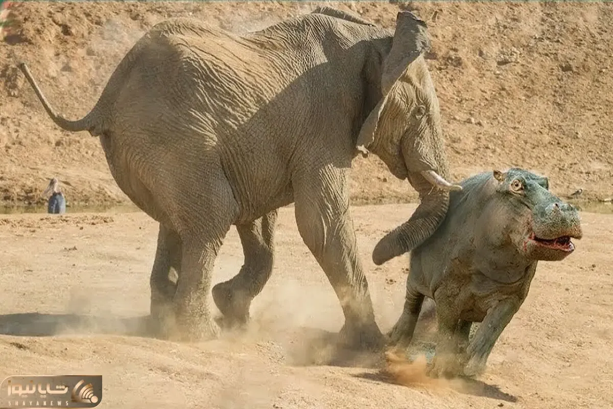شاهکار حیات وحش؛ فیل وحشی نذاشت اسب آبی آب بخوره با خرطومش از وسط نصفش کرد