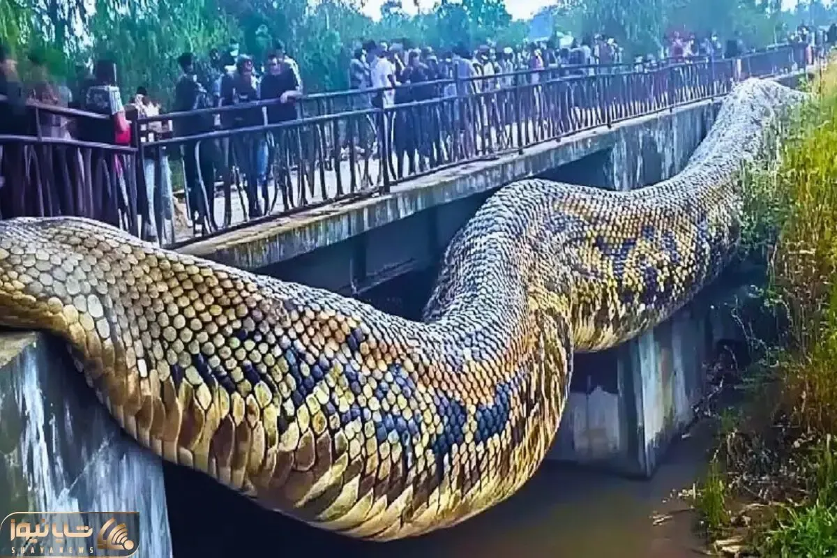 صحنه دهشتناک؛ پیتون غول بعد بلع فیل از پل آویزون شد هضم شه