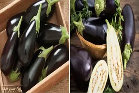 چجوری بادمجون بخریم که غذا رو داغون نکنه؟/ ترفندای تشخیص بادمجون تلخ و شیرین
