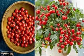 طریقه کاشت گوجه گیلاسی تو گلدان؛ گوجه فرنگی قرتی که جون میده واسه دیزاین سالاد و غذا