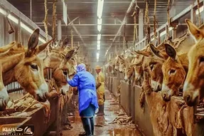فراوری الاغ؛ خر رو مثل گاو پرورش میدن و هم گوشتش رو سلاخی می کنن و شیرش رو می دوشن