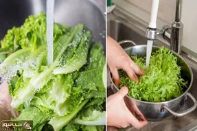 روش درست شستن کاهو؛ اگه خوب لابه لاش شسته نشه چی میشه؟ نکته های موقع مصرف