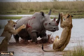 شاهکار حیات وحش؛ شیر سفاک مثل زالو چسبید به پوزه کرگدن مصلوب شرحه ش کرد بلعید