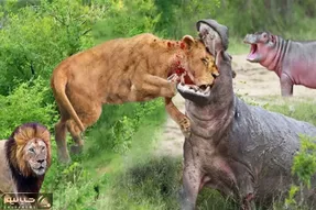 مستند حیات وحش؛ اسب آبی کله شیر عین نارنج میچکونه