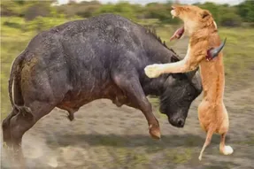 مستند حیات وحش؛ بوفالو؛ شیر