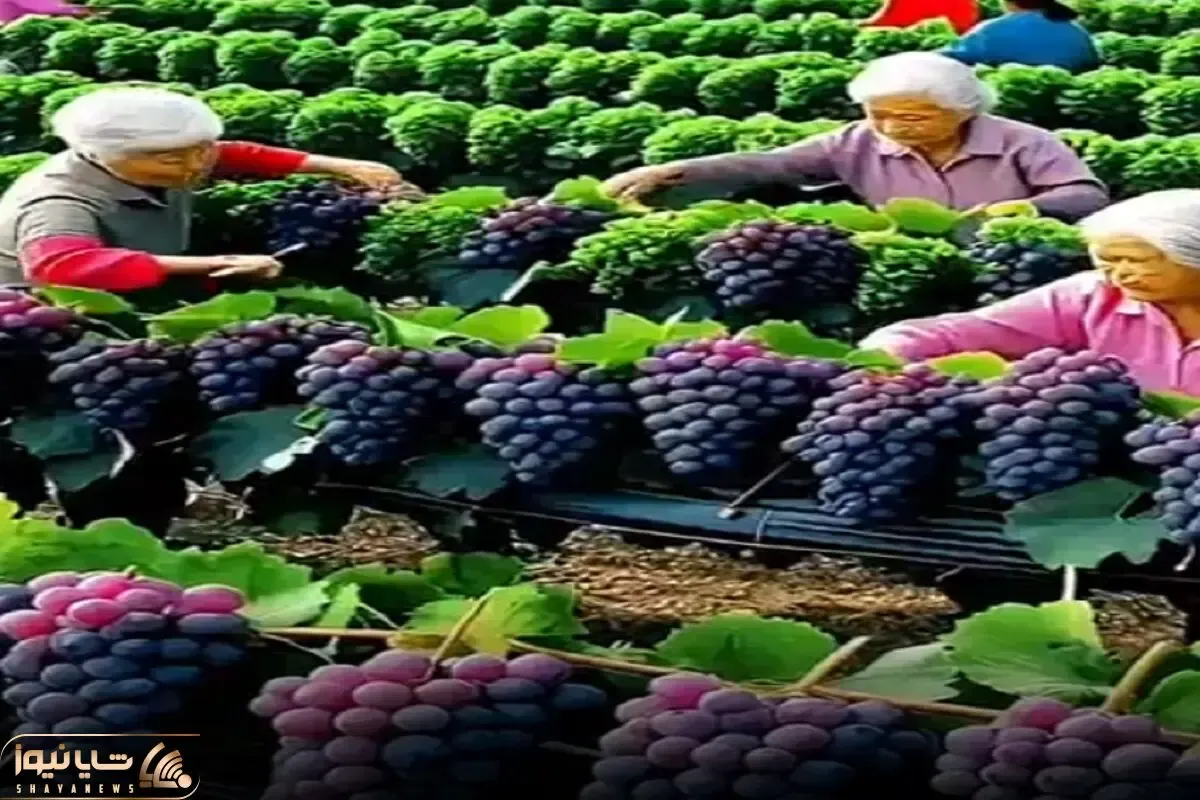 کشاورزی نوین؛ انگور پرورش دادن خوشه ای 5 کیلو پیرزنا رو آووردن واسه درو زورشون نمیرسه