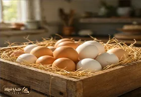 قیمت تخم مرغ امروز سه شنبه 5 آبان 1405 / تخم مرغ شانه ای چقدر شد؟