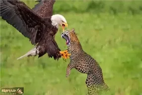 مستند بقا؛ عقاب با کمک جاذبه پلنگ به چخ داد