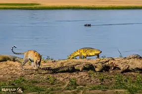 مستند حیات وحش؛ همسفره شدن ناخواسته پلنگ و کروکودیل