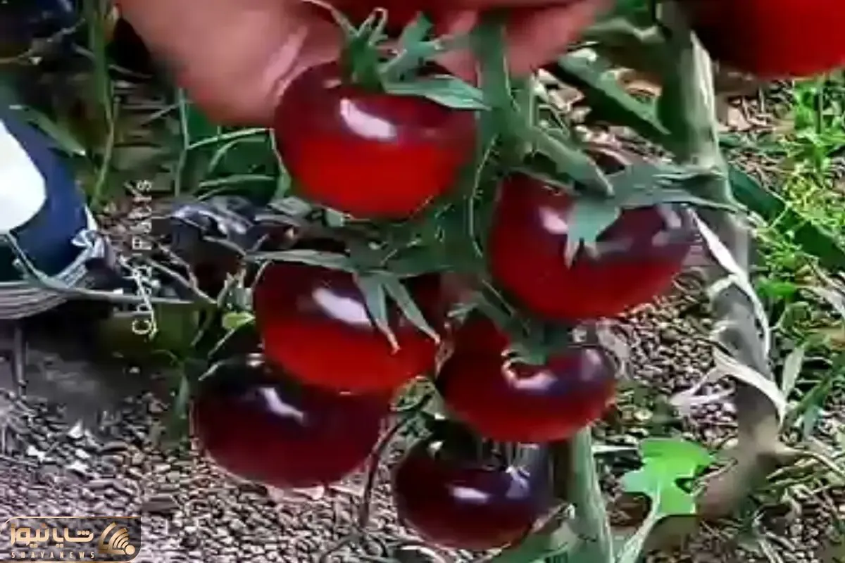 مستند کشاورزی؛ گوجه ی شیشه ای پرورش دادن نگاش میکنی مثه پارچه حریر همه چیز توش معلومه