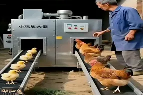 دامداری نوین؛ جوجه ها رو می‌فرسته تو زودپز مرغ میشن زودتر تخم میدن