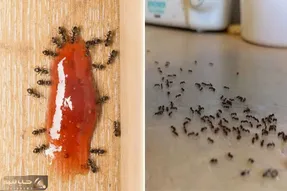 بهترین راه از بین بردن مورچه بدون حشره کش تنها با فلفل و زردچوبه؛ 100 درصد تضمینی
