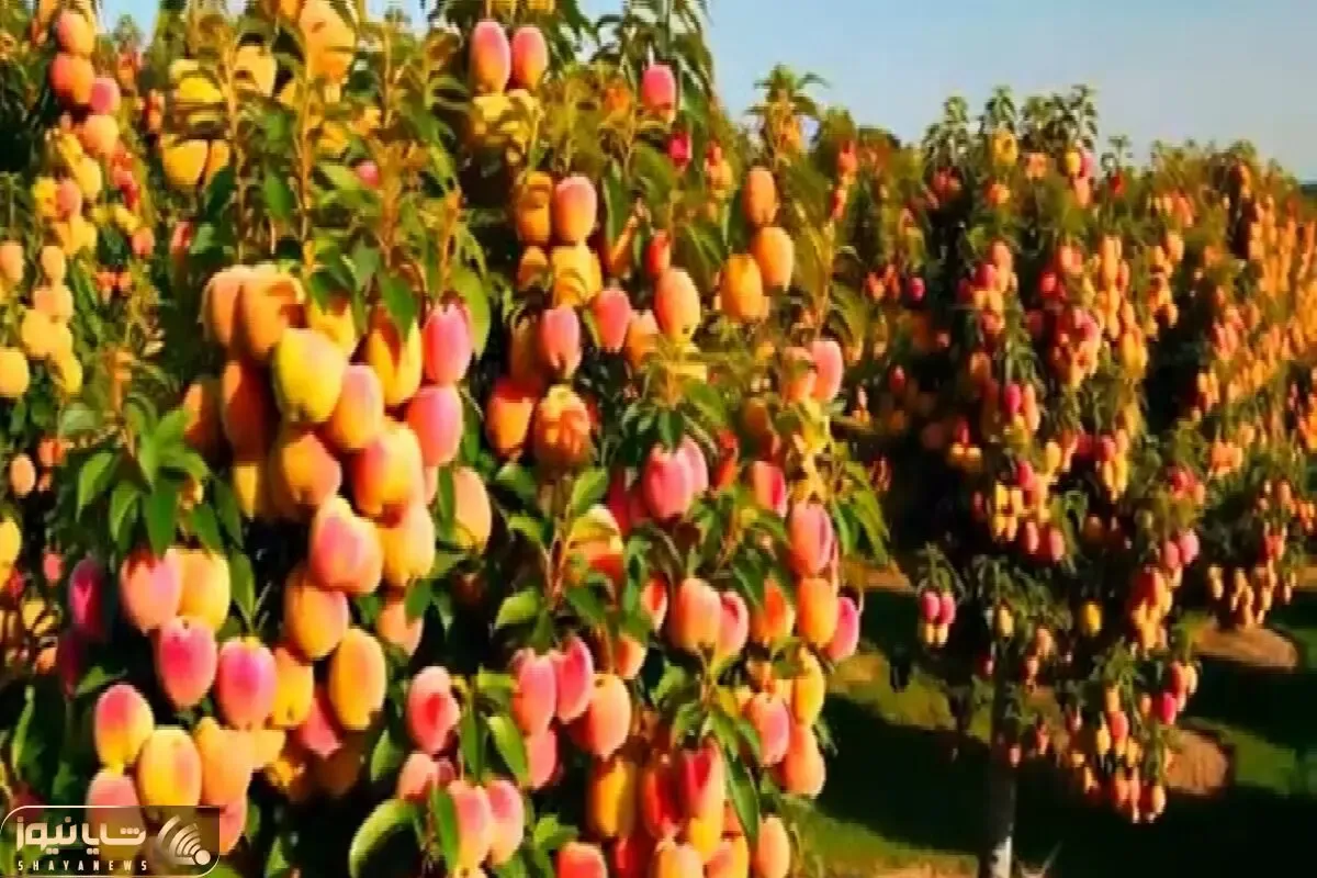 کشاورزی نوین؛ مزرعه هلو زدن انقد پر باره رو درختا نقطه خالی نیست از سنگینی کج شدن