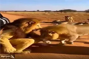 مستند کاوش؛ شیر تعزیه با واقعیاش داداشی شد