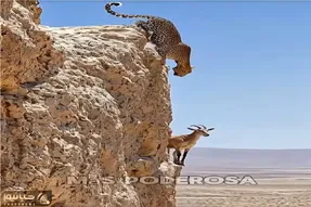 مستند حیات وحش؛ پلنگ برای شکار بز جاذبه رو زیر پا میزاره