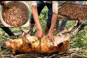 فرآوری خوک؛ دست و پای خوک سیاه زشت بستن انداخت تو آتیش پخت اسلایس و سرخش کردن