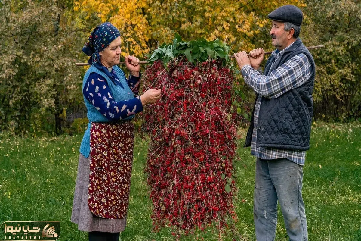 کاشت و برداشت خانگی؛ زرشک هایی که عین لوستر از درخت آویزونن چه خوردنی هایی شدن