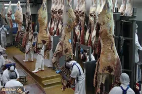 فرآوری گاو؛ گاوهای مش حسن و میبرن کشتارگاه با لیزر مرتب برش میزنن میلیاردی میفروشن