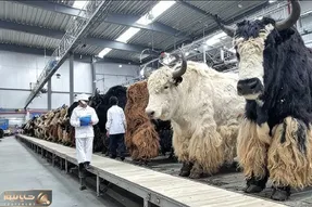 دامداری مدرن / کشاورزان میلیون‌ها گاومیش را در کوهستان برای تولید پنیر پرورش می‌دهند