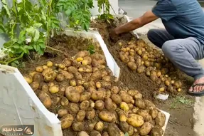کشاورزی خلاقانه؛ جای باغچه تو یونولیت سیب زمینی کاشته خروار خروار محصول برداشت کرده