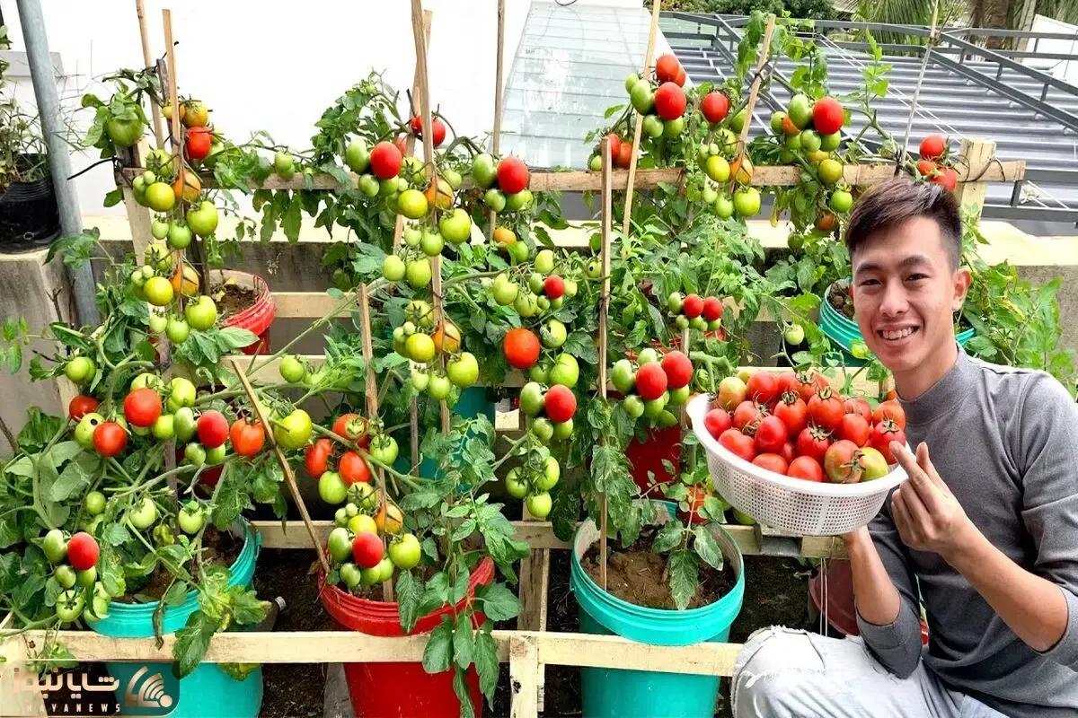 کاشت و برداشت خانگی؛ چه راحت تو سطل رنگ گوجه فرنگی کاشت واسه برداشتش باید کامیون بیاد
